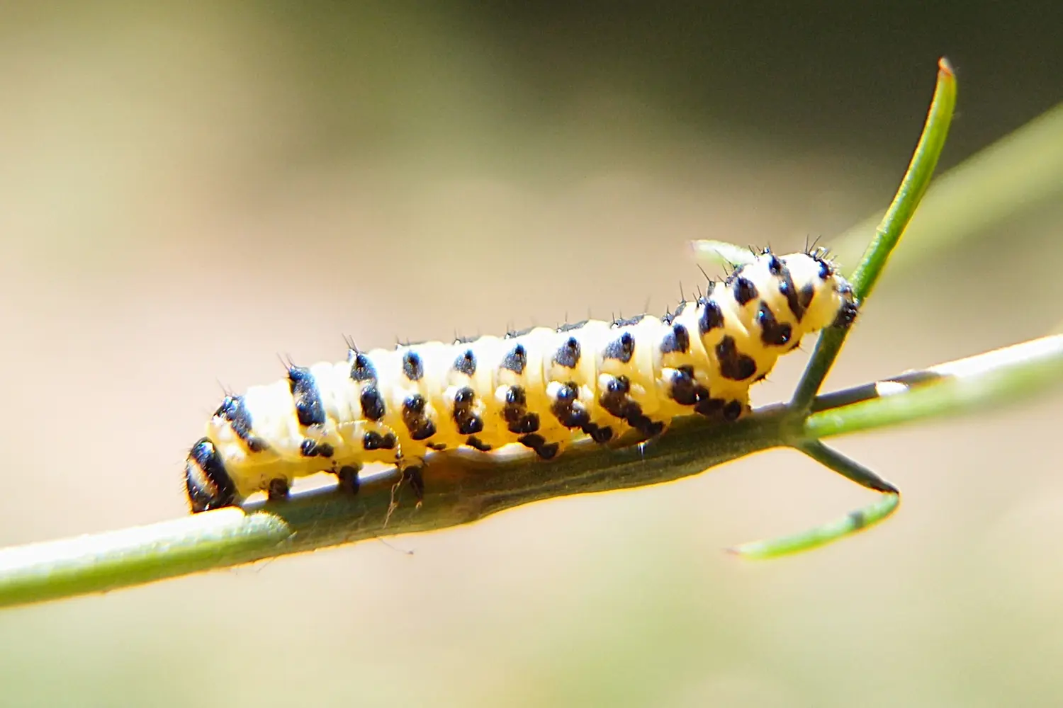 L'alexanor — photo 2