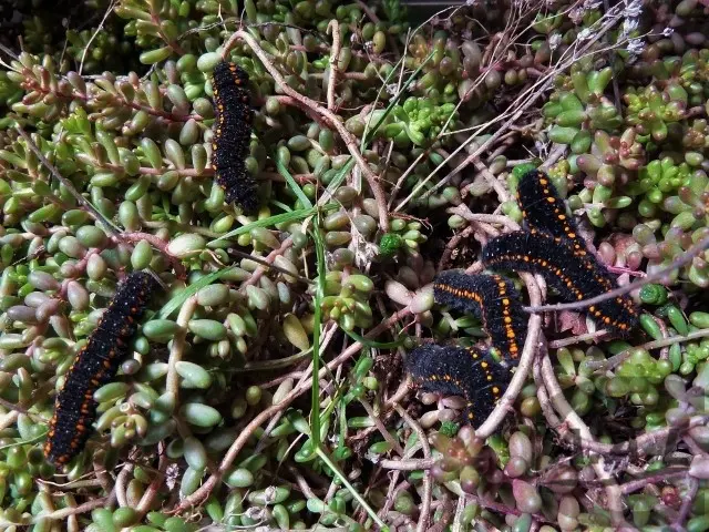 L'apollon — photo 2