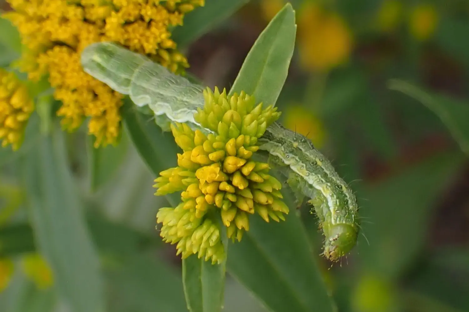 L'armigère — photo 2