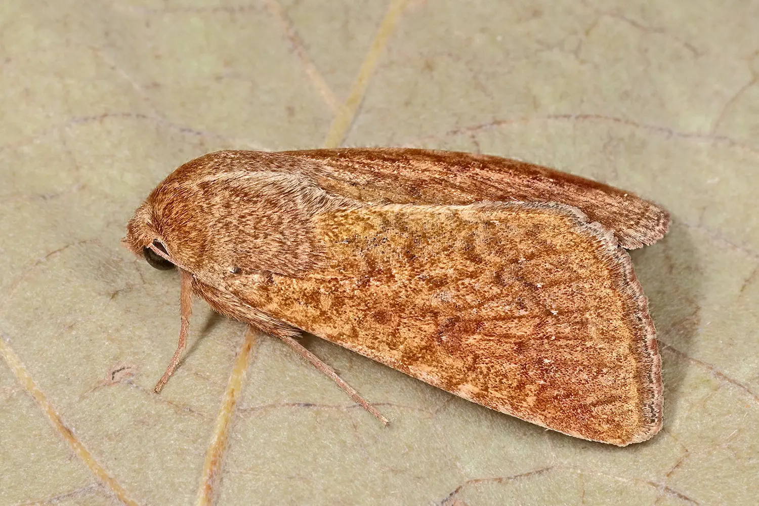 L'armigère — photo 5