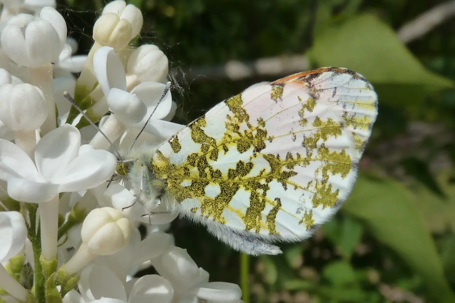 L'aurore — photo 3