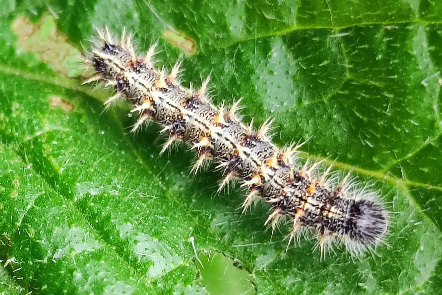 La belle-dame — photo 2