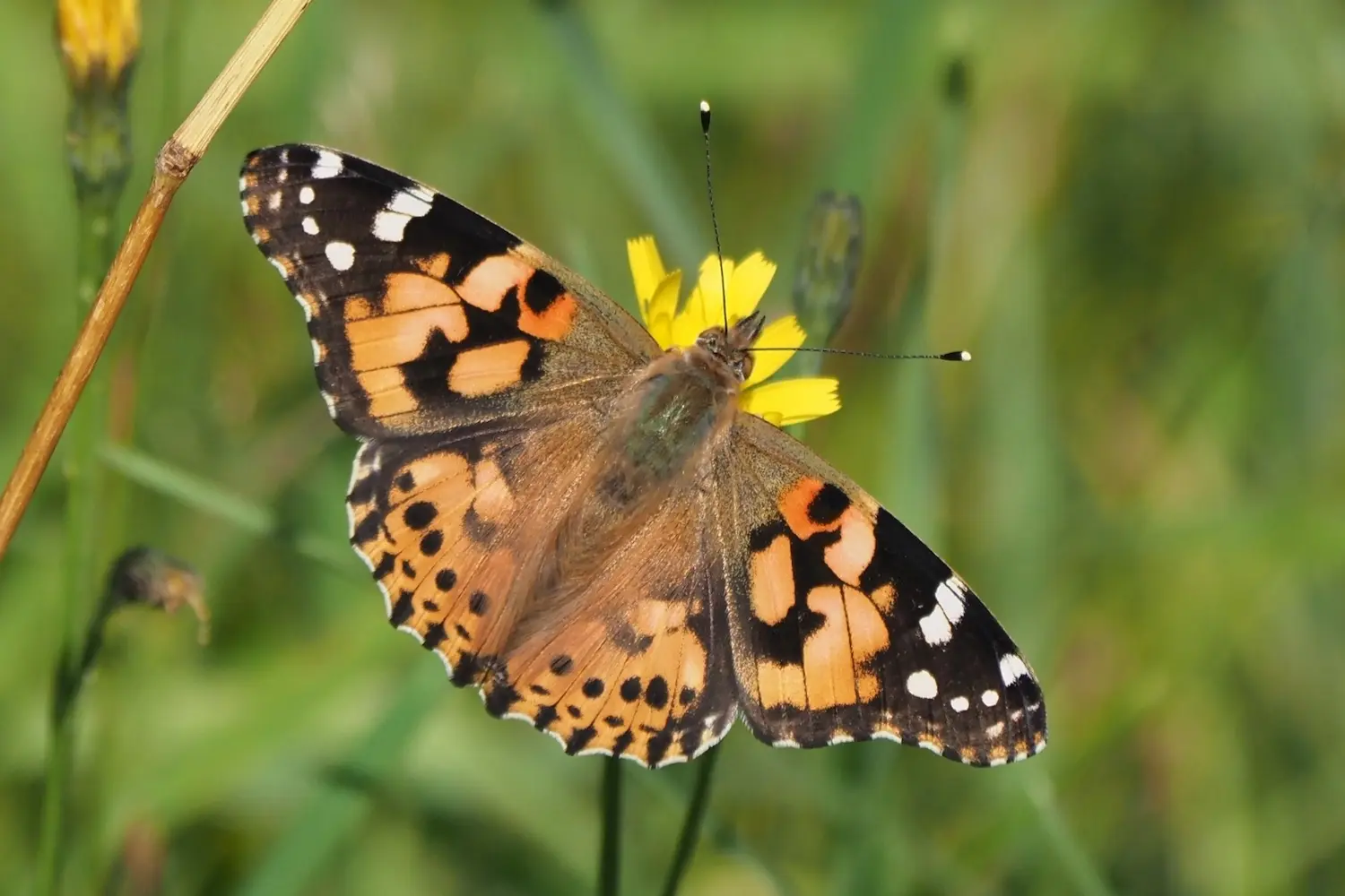 La belle-dame — photo 3