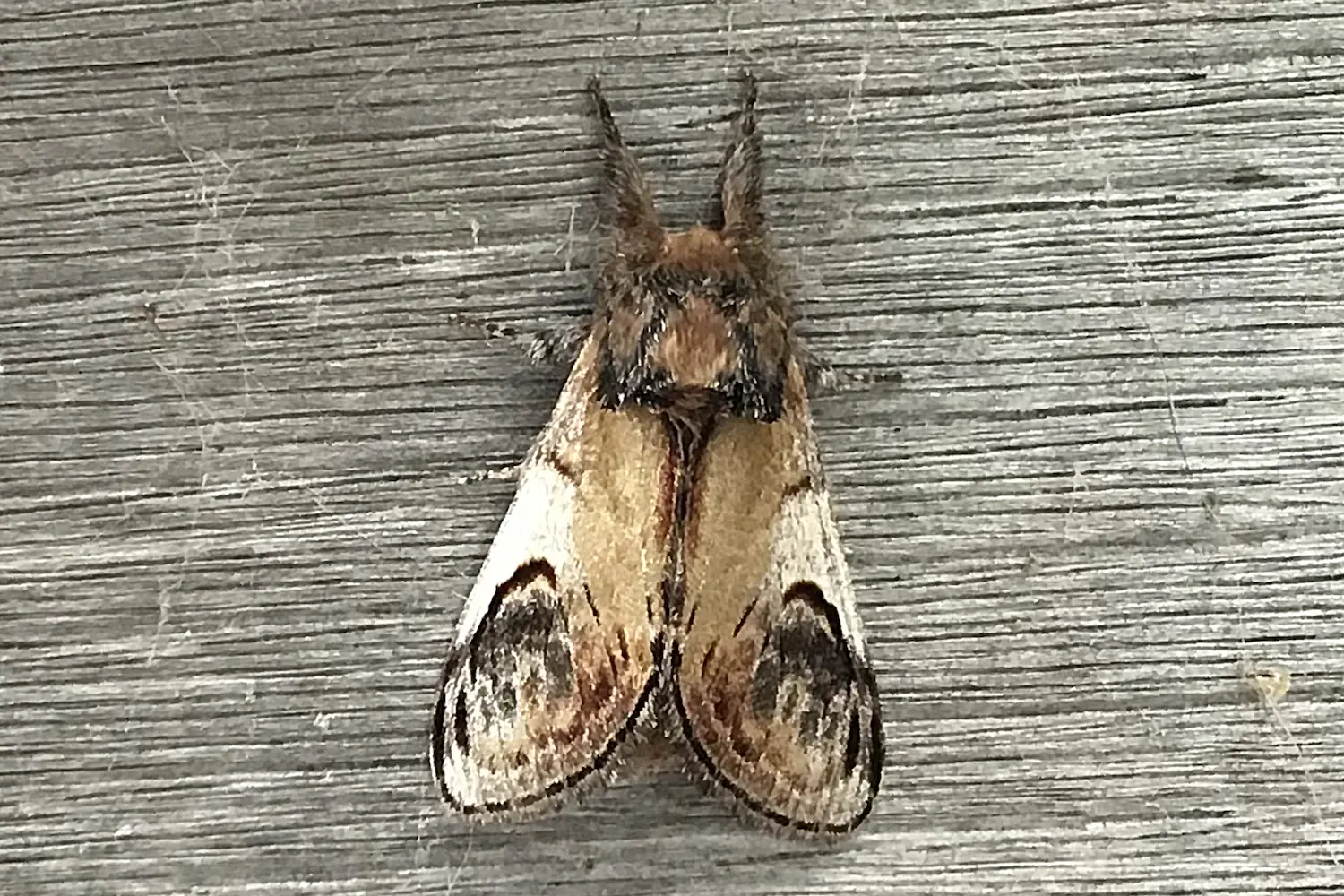 Le bois veiné — photo 3