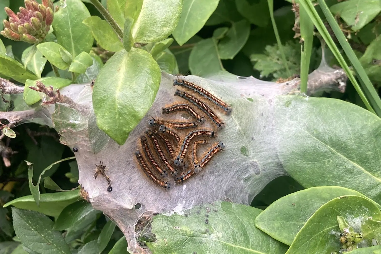 Le Bombyx à livrée — photo 2