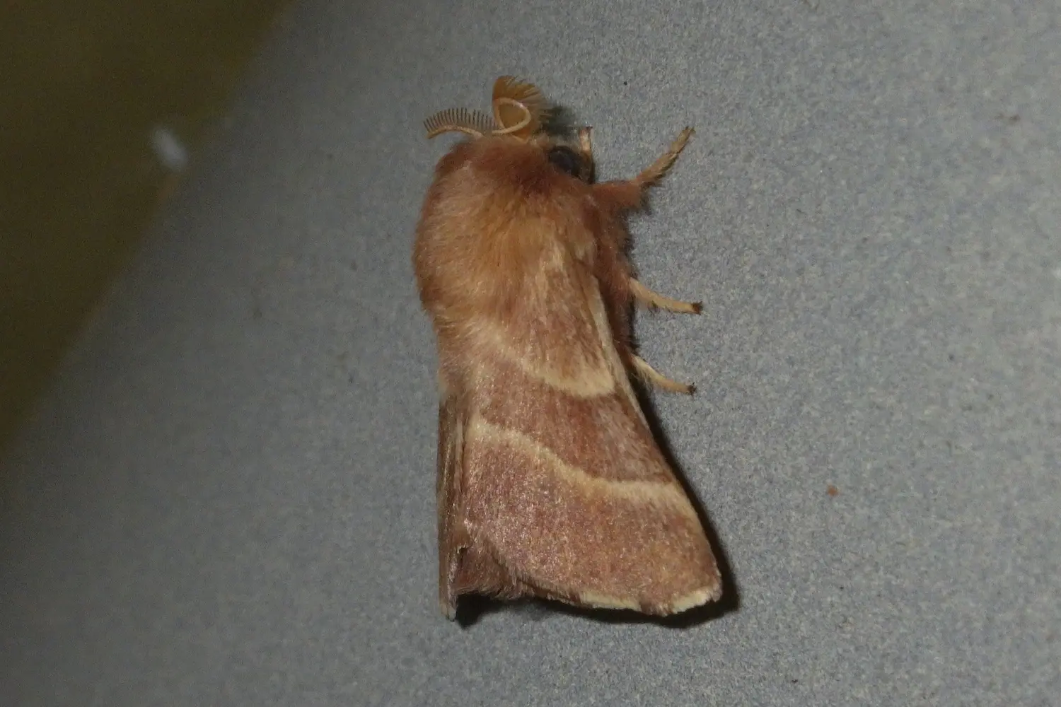 Le Bombyx à livrée — photo 3