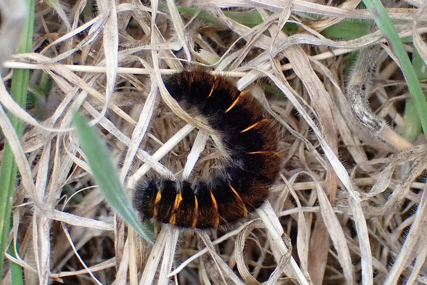 Le bombyx de la ronce — photo 2