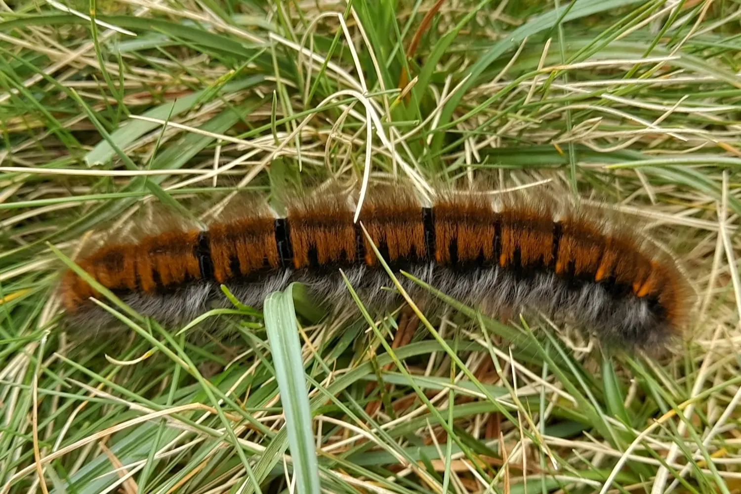 Le bombyx de la ronce — photo 3