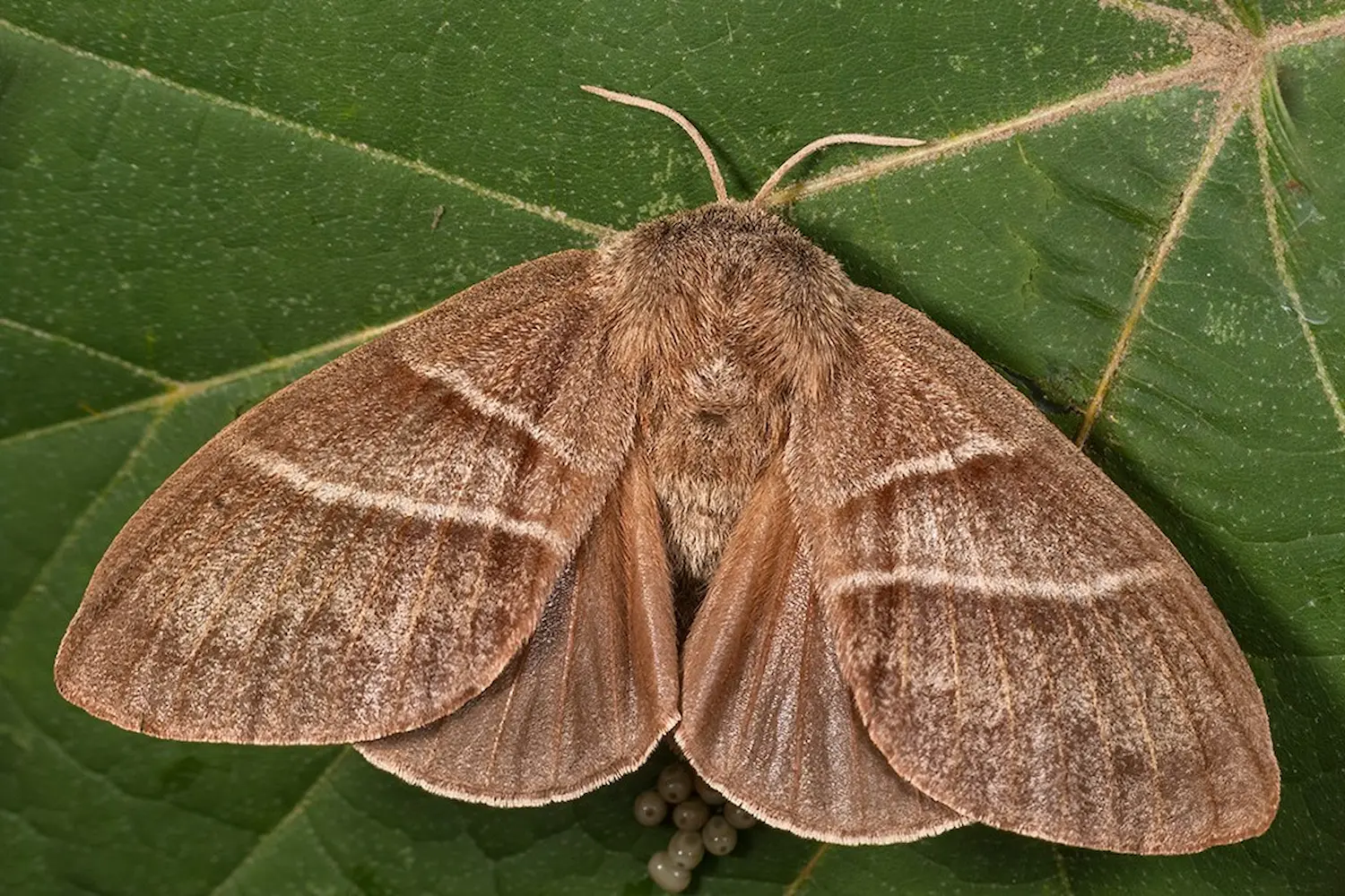 Le bombyx de la ronce — photo 4