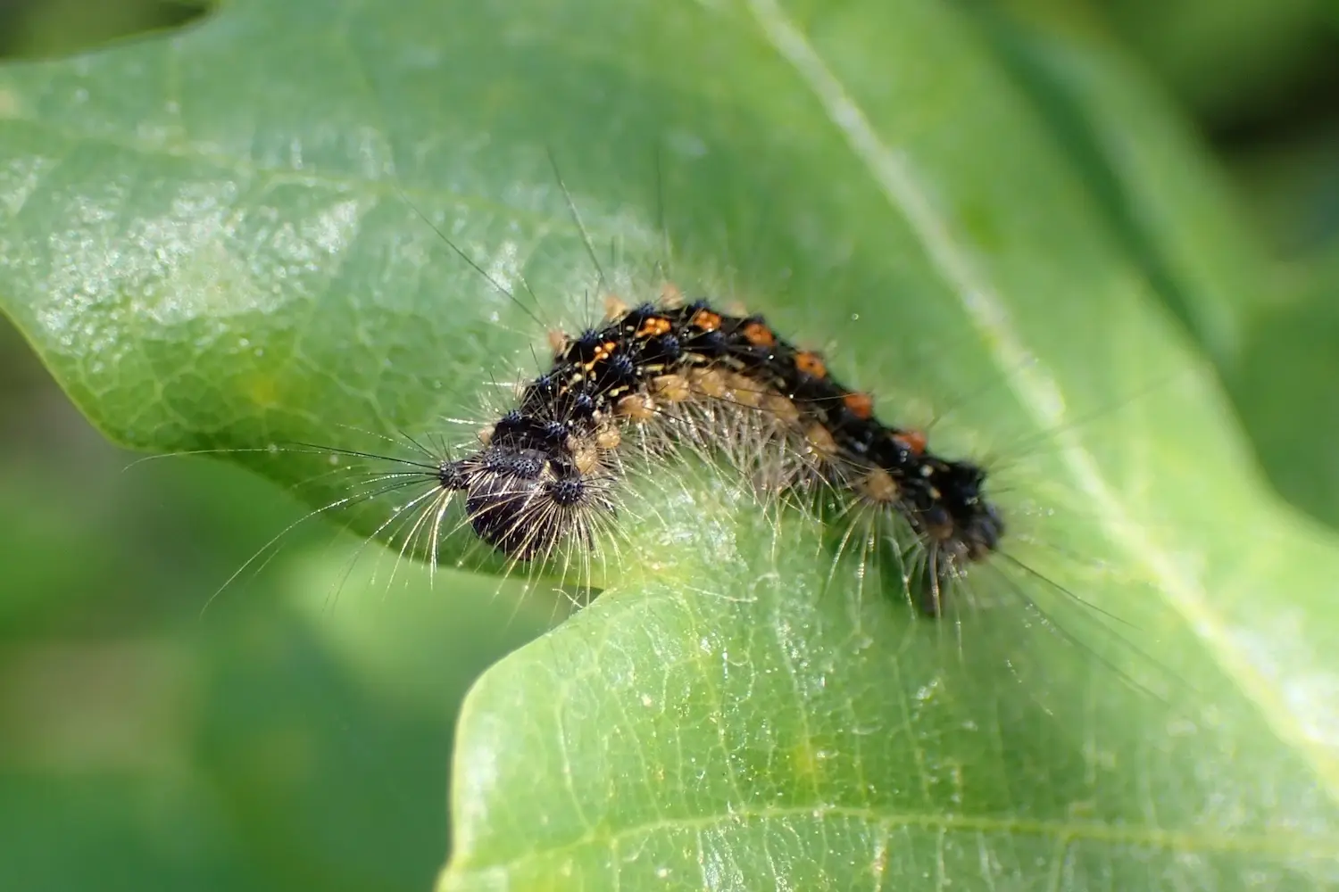 Le bombyx disparate — photo 2