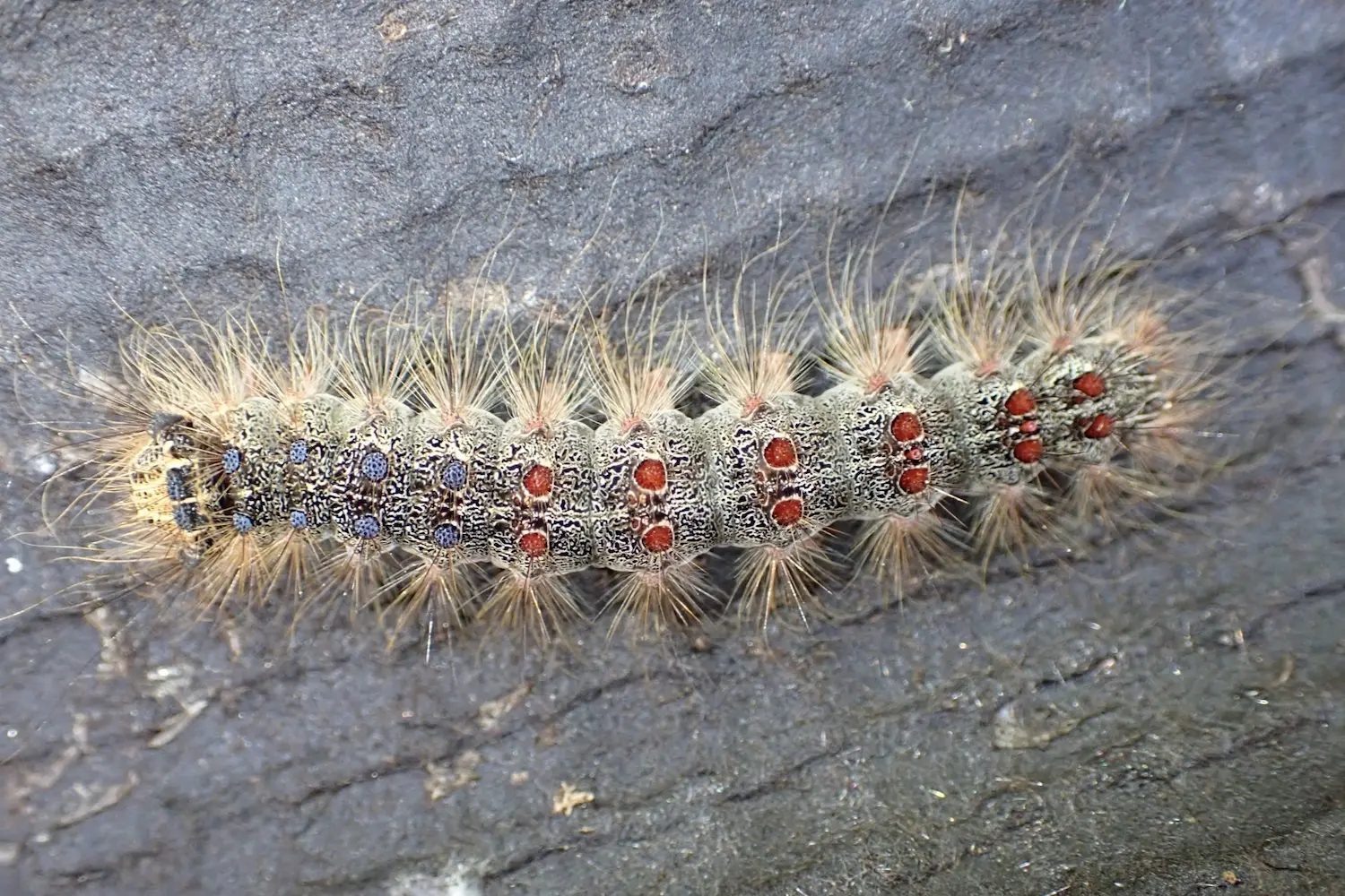 Le bombyx disparate — photo 3