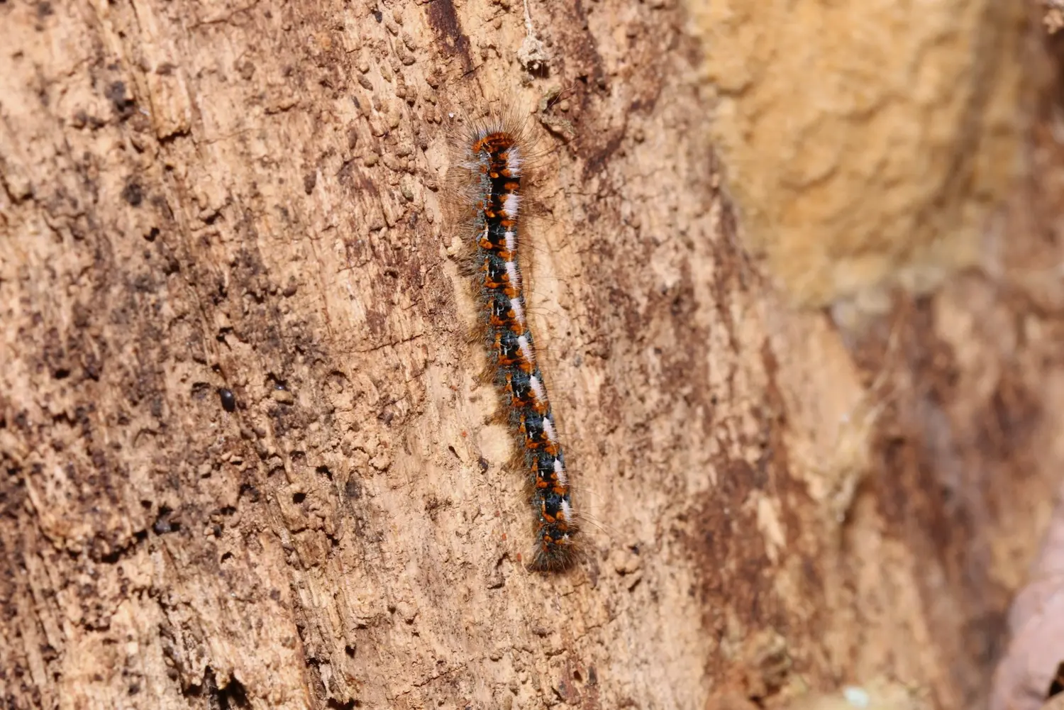Le bombyx du chêne — photo 2