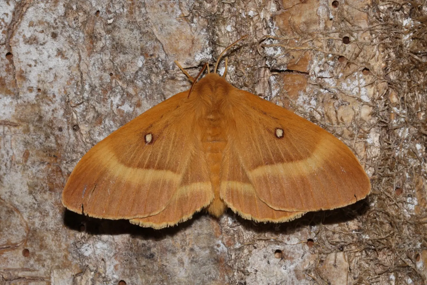 Le bombyx du chêne — photo 3