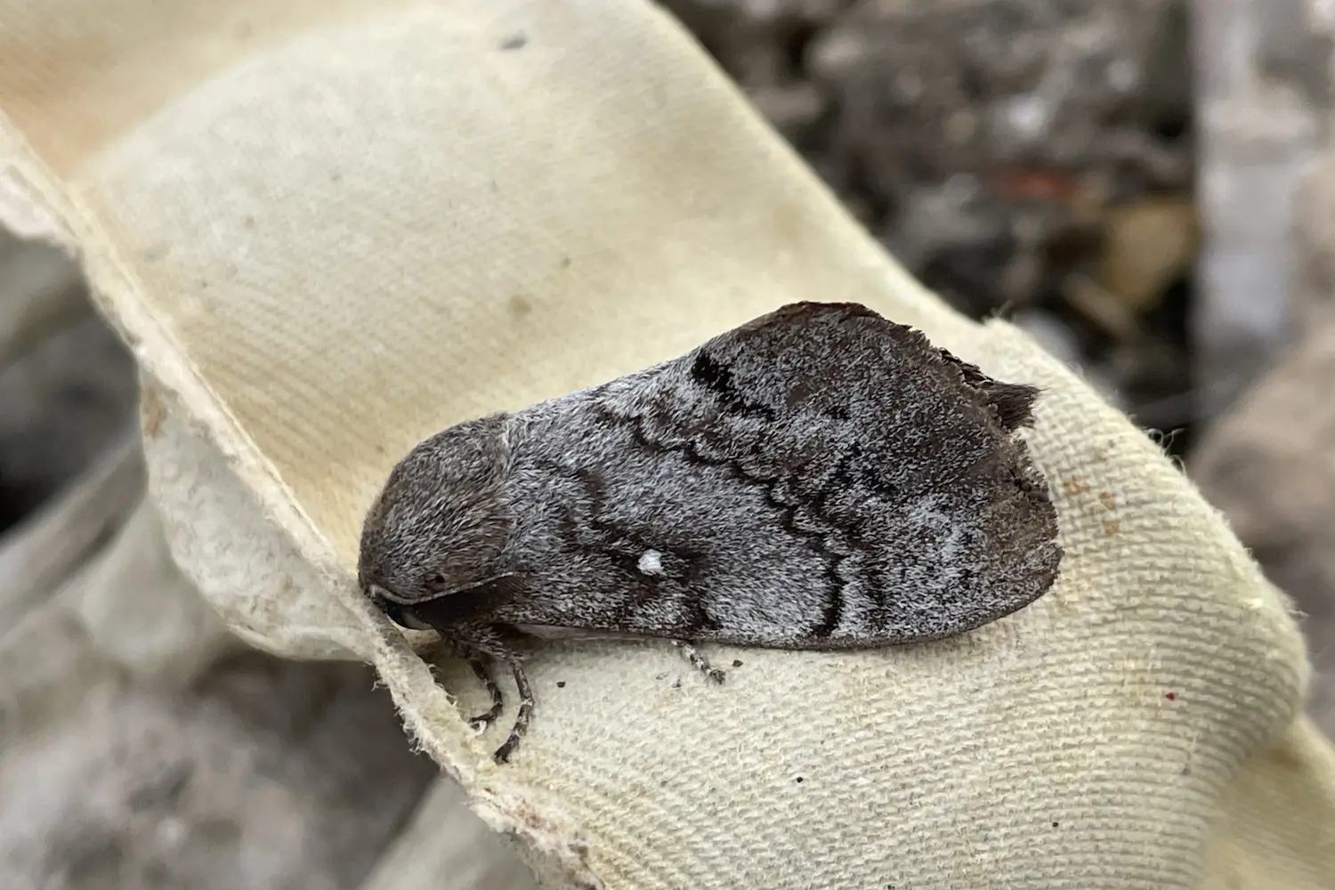 Le bombyx du pin — photo 2