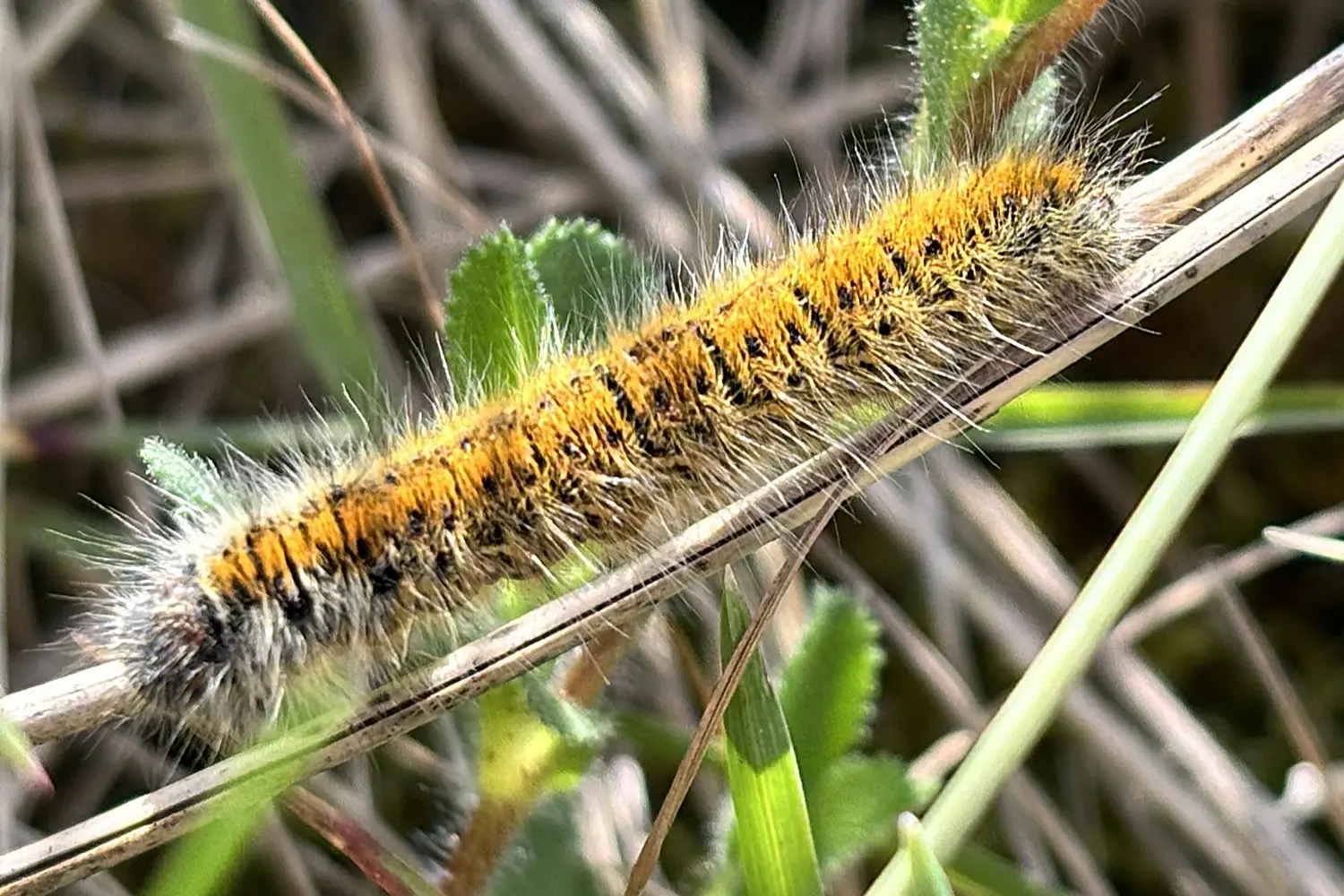 Le bombyx du trèfle — photo 2