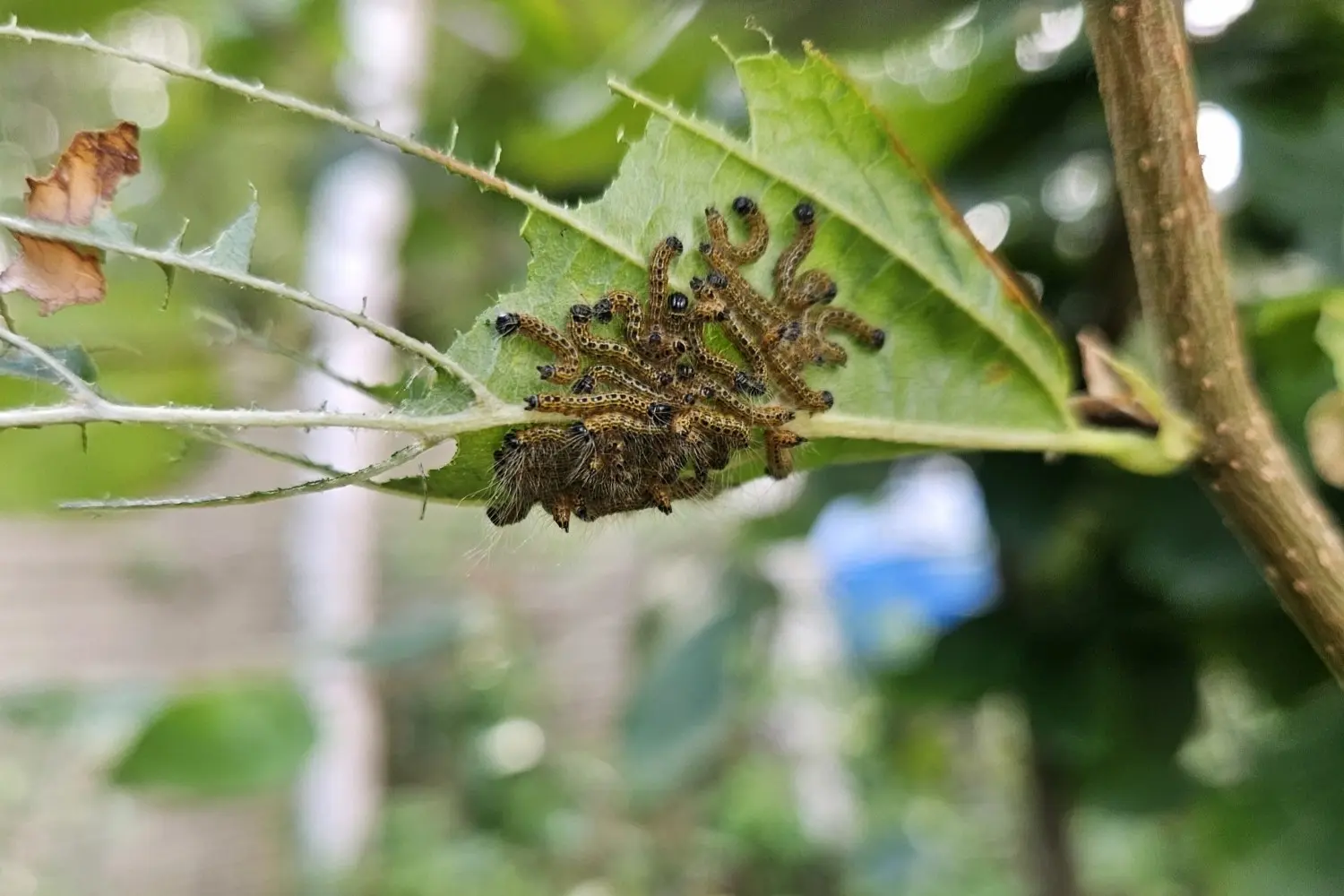 La bucéphale — photo 2