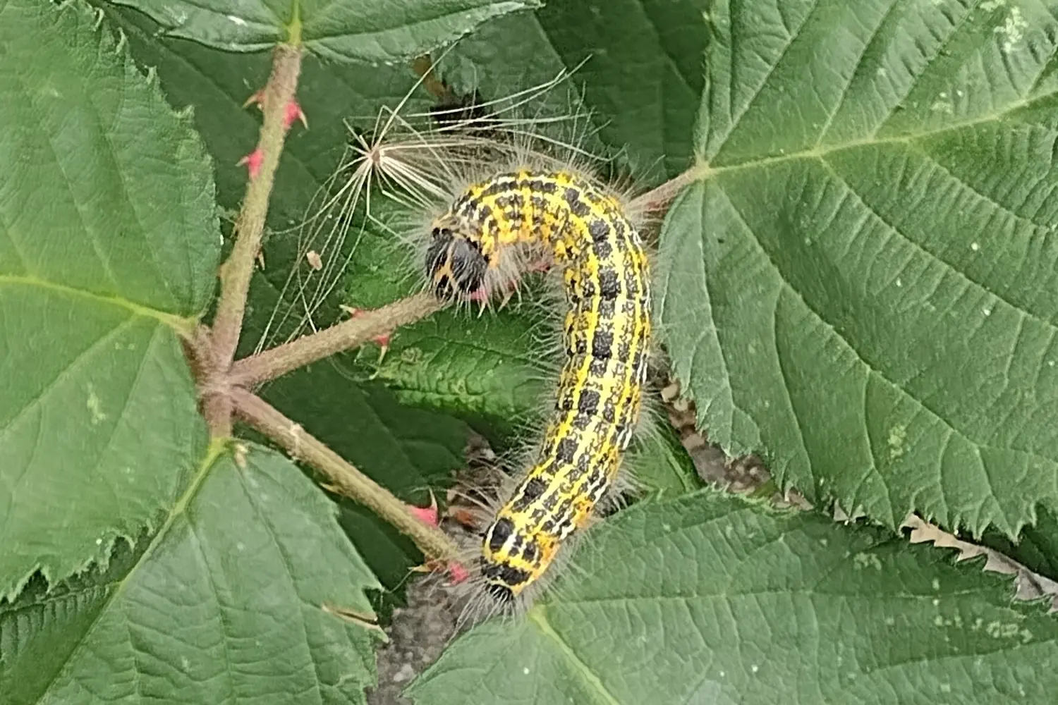 La bucéphale — photo 4