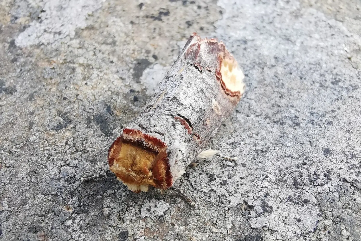 La bucéphale — photo 5