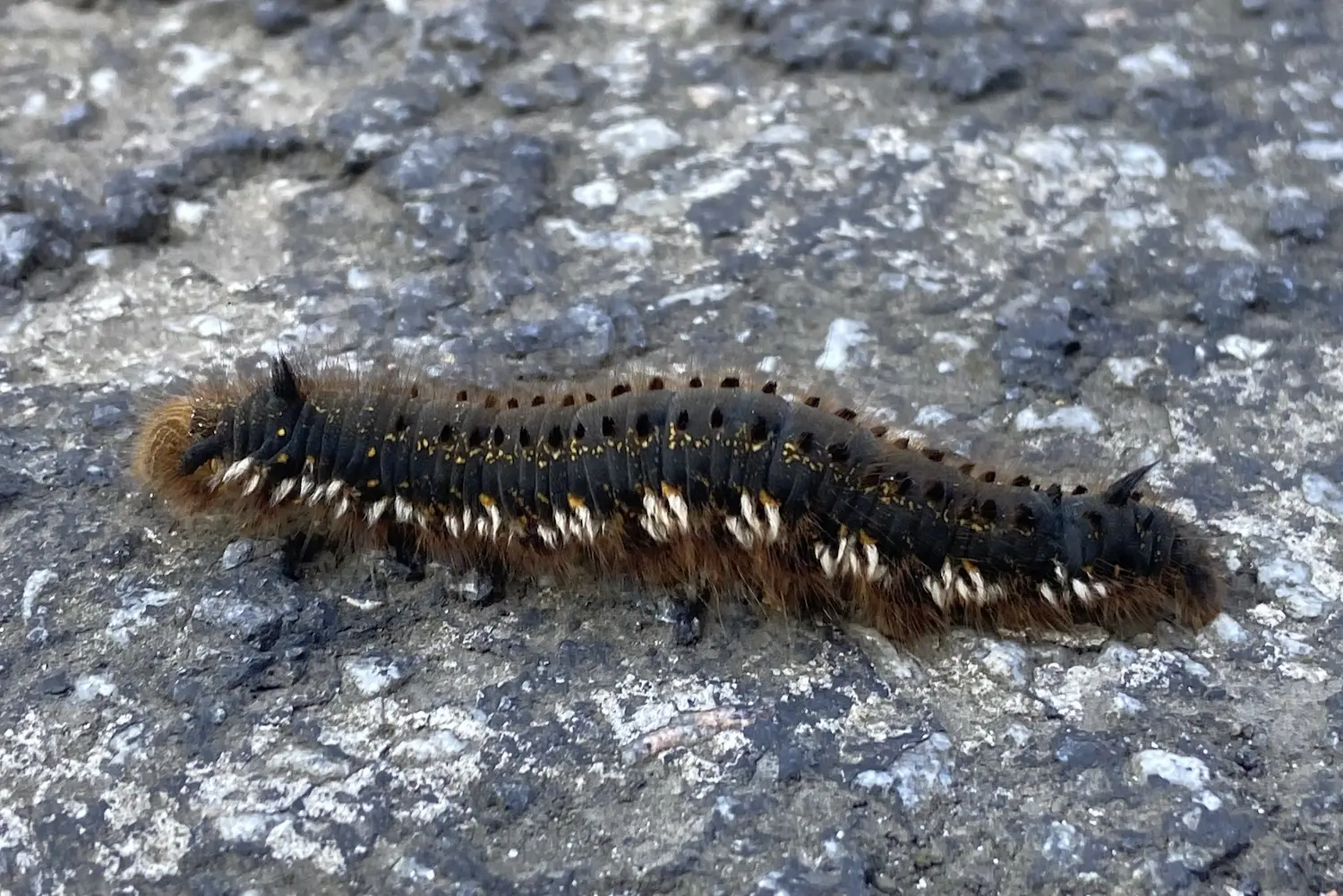 La buveuse — photo 2