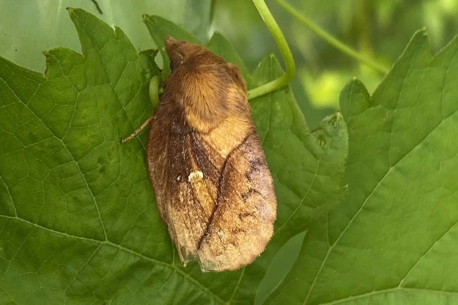 La buveuse — photo 3