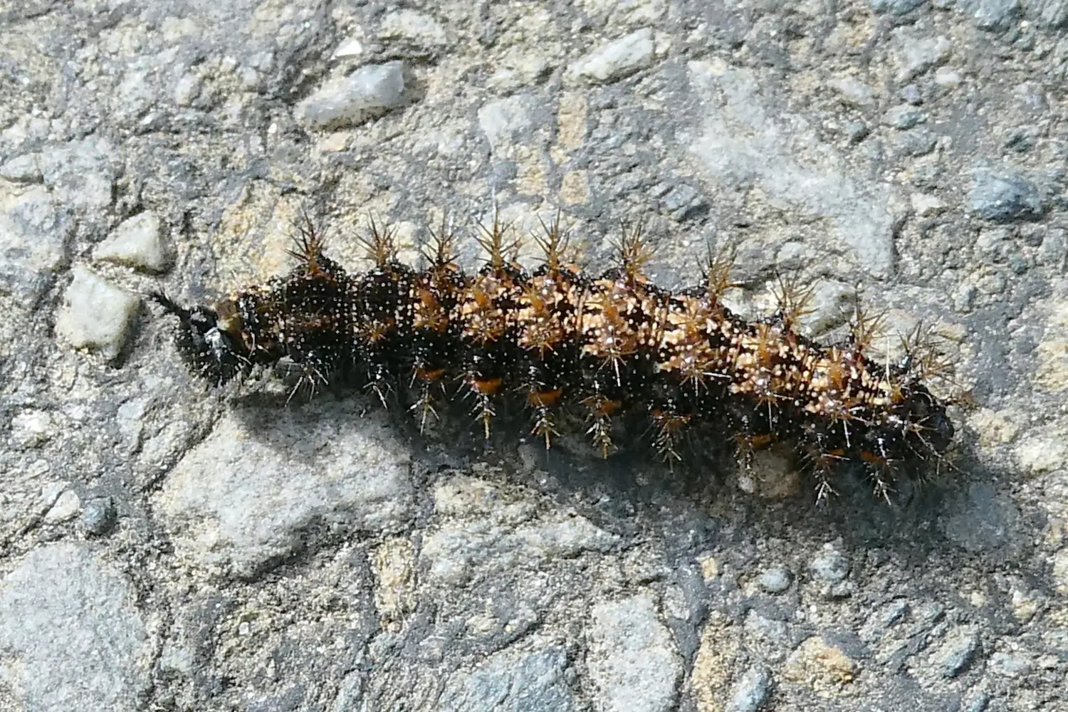 La carte géographique — photo 2