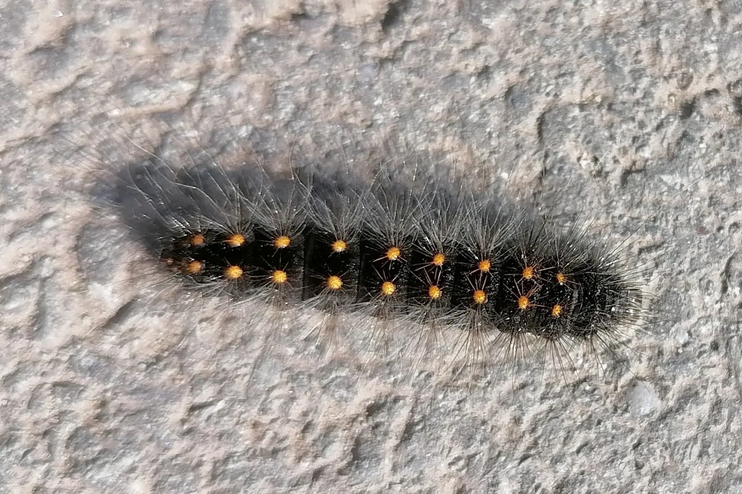 La chevelure dorée — photo 2