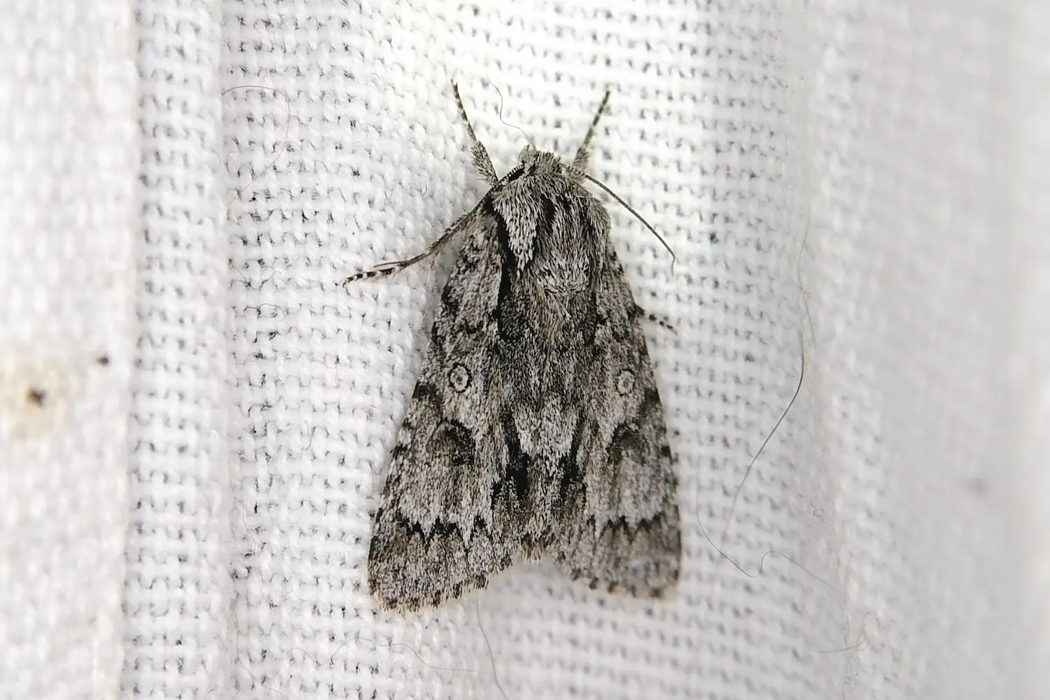 La chevelure dorée — photo 3