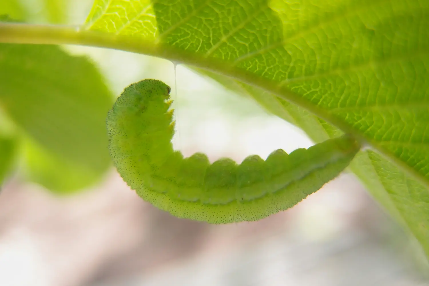 Le citron — photo 2