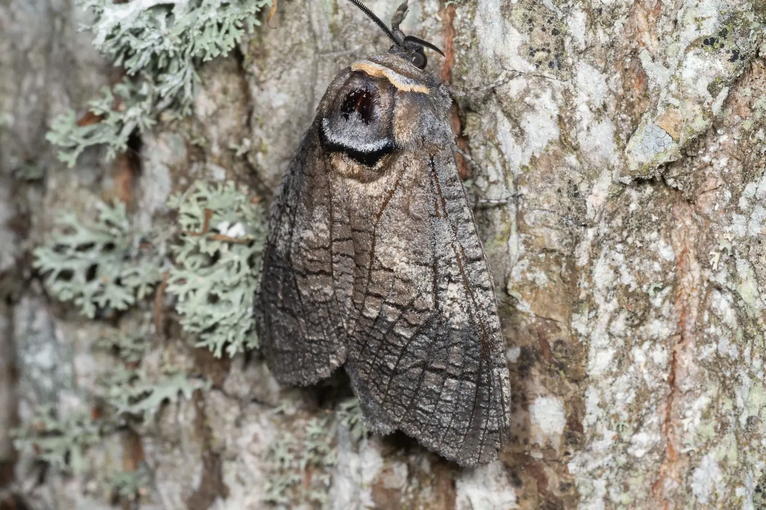 Le cossus gâte-bois — photo 3