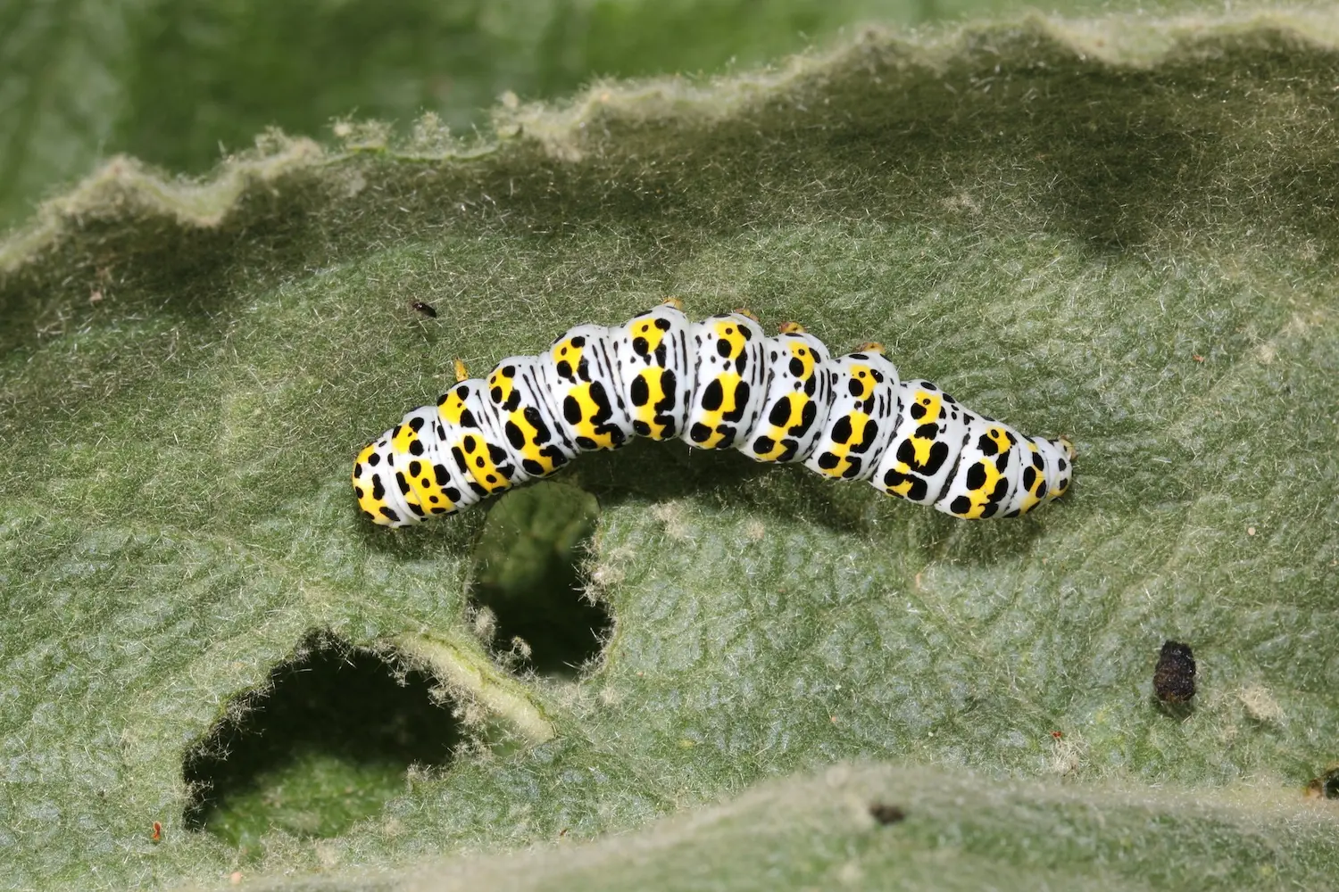 La cucullie du bouillon blanc — photo 2