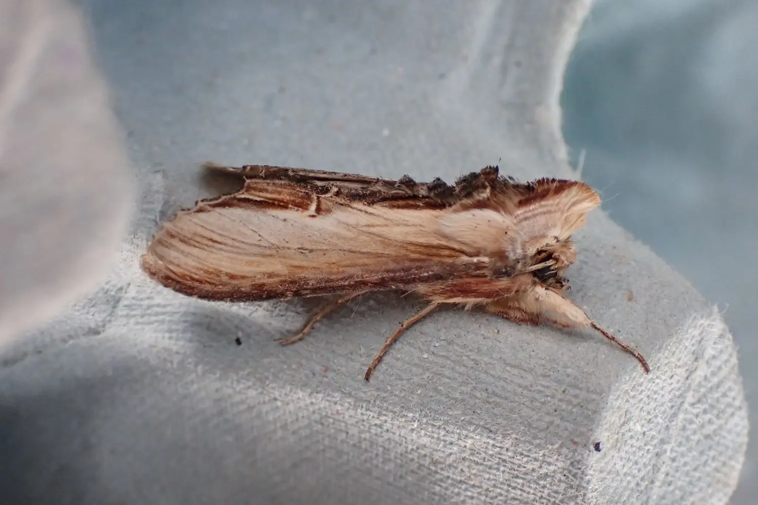 La cucullie du bouillon blanc — photo 4