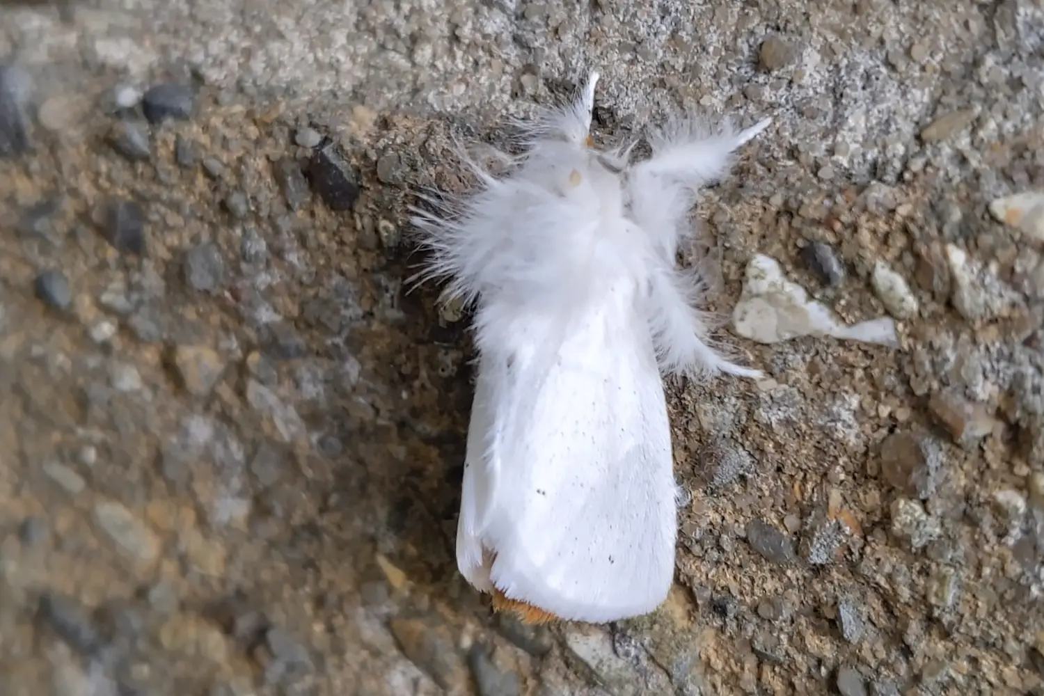 Le cul-brun — photo 3