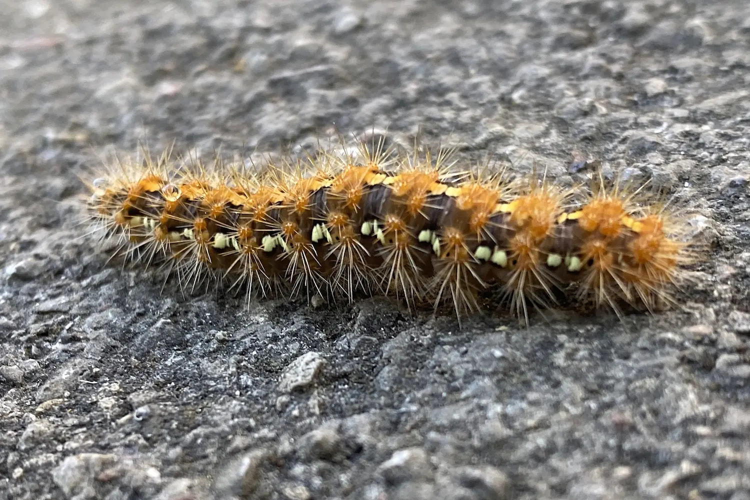 Jersey Tiger — photo 2
