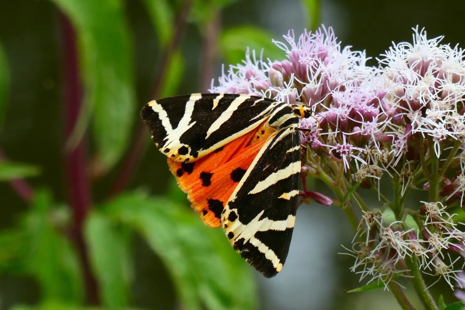 Jersey Tiger — photo 3