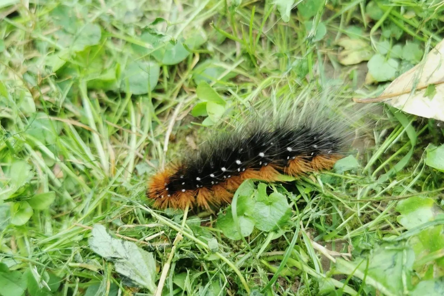 L'écaille martre — photo 3