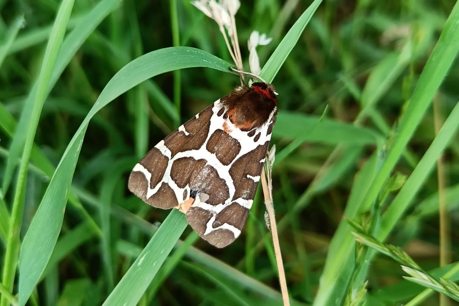 L'écaille martre — photo 5