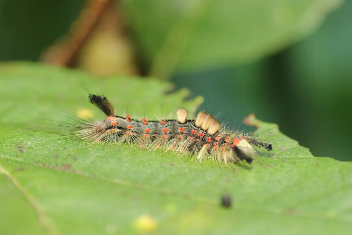 L'étoilée — photo 2