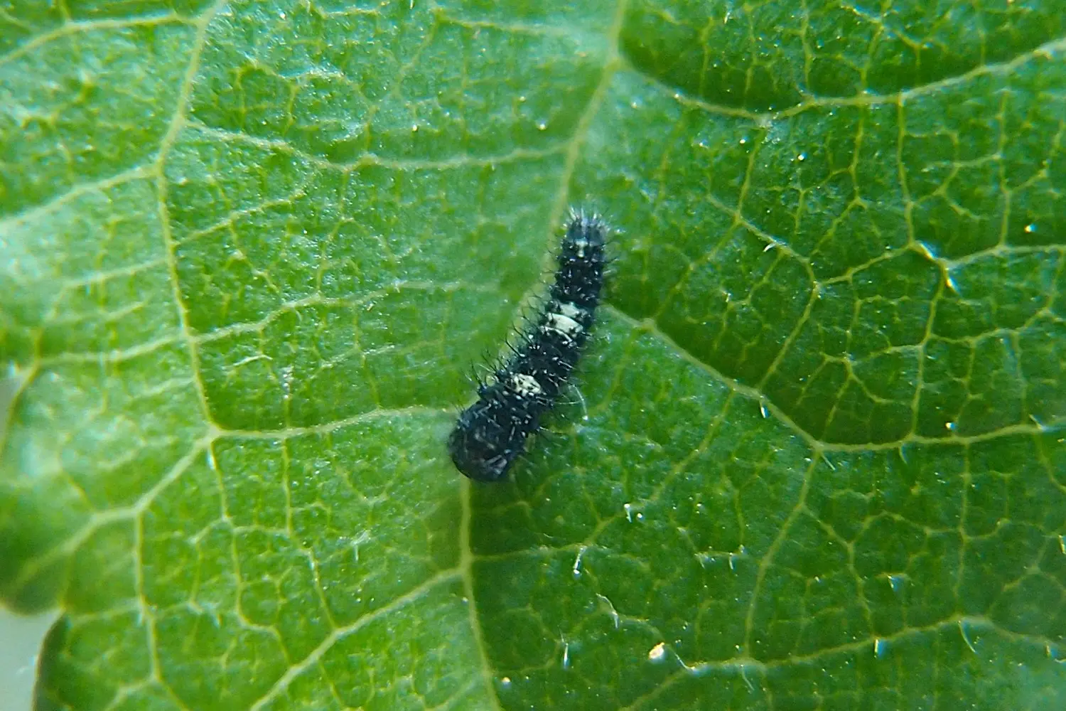 Le flambé — photo 2