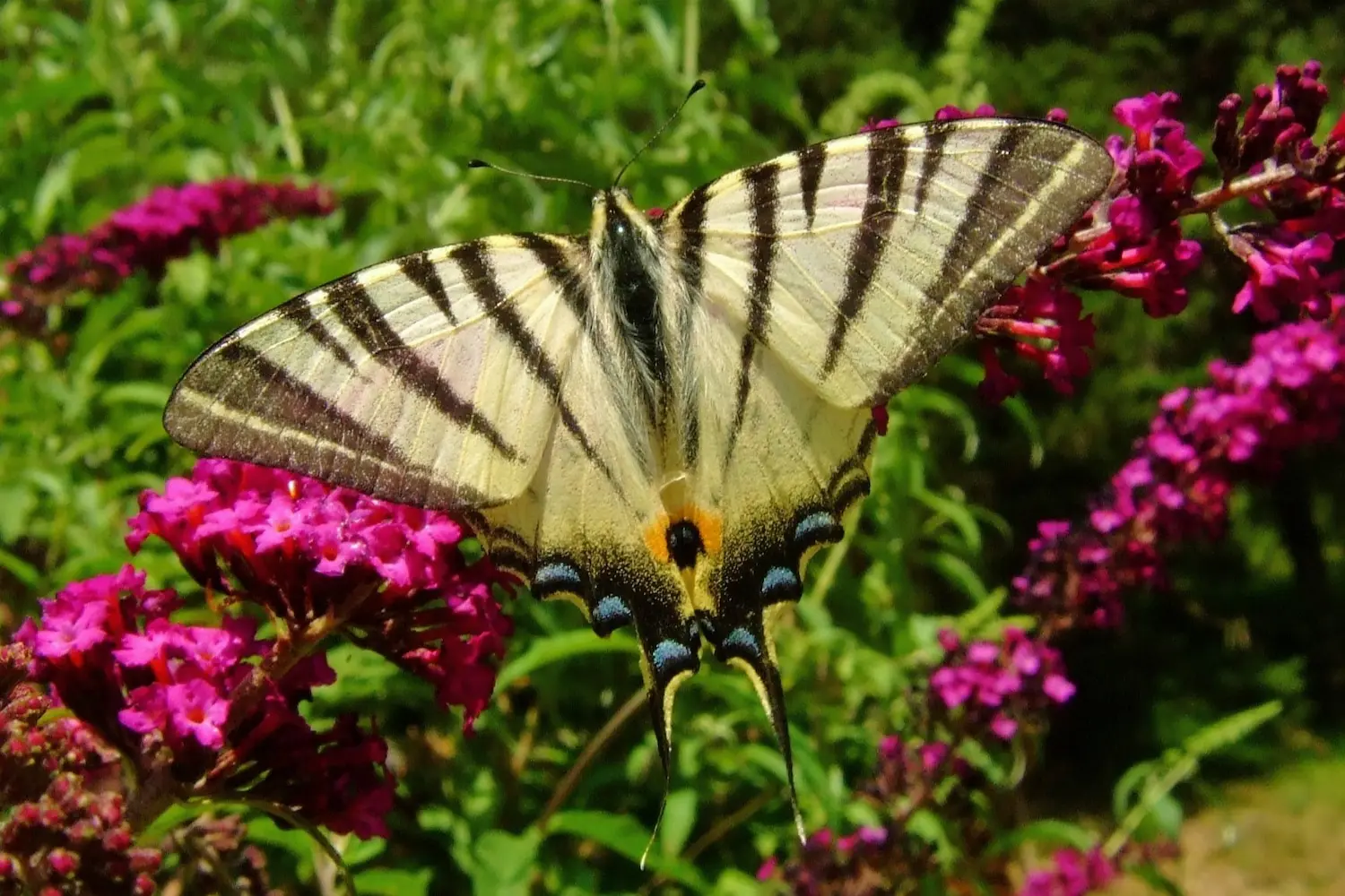 Le flambé — photo 4