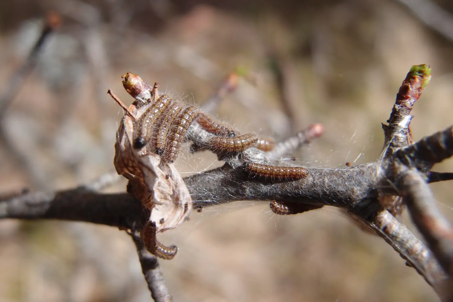 Le gazé — photo 2