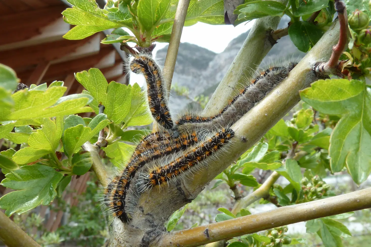 Le gazé — photo 4