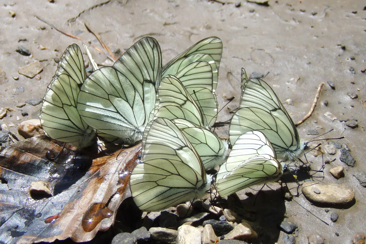 Le gazé — photo 5