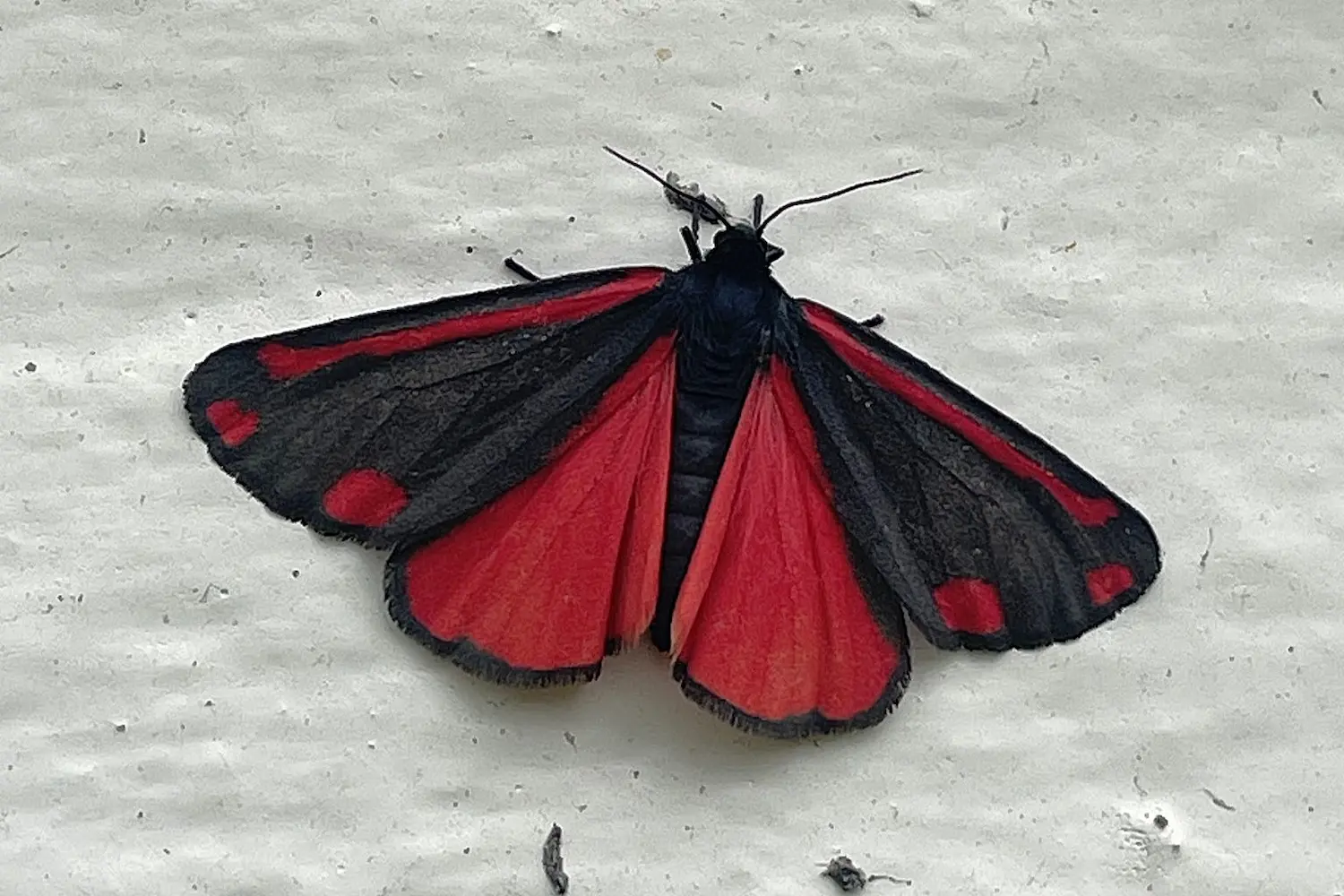 La goutte de sang — photo 3