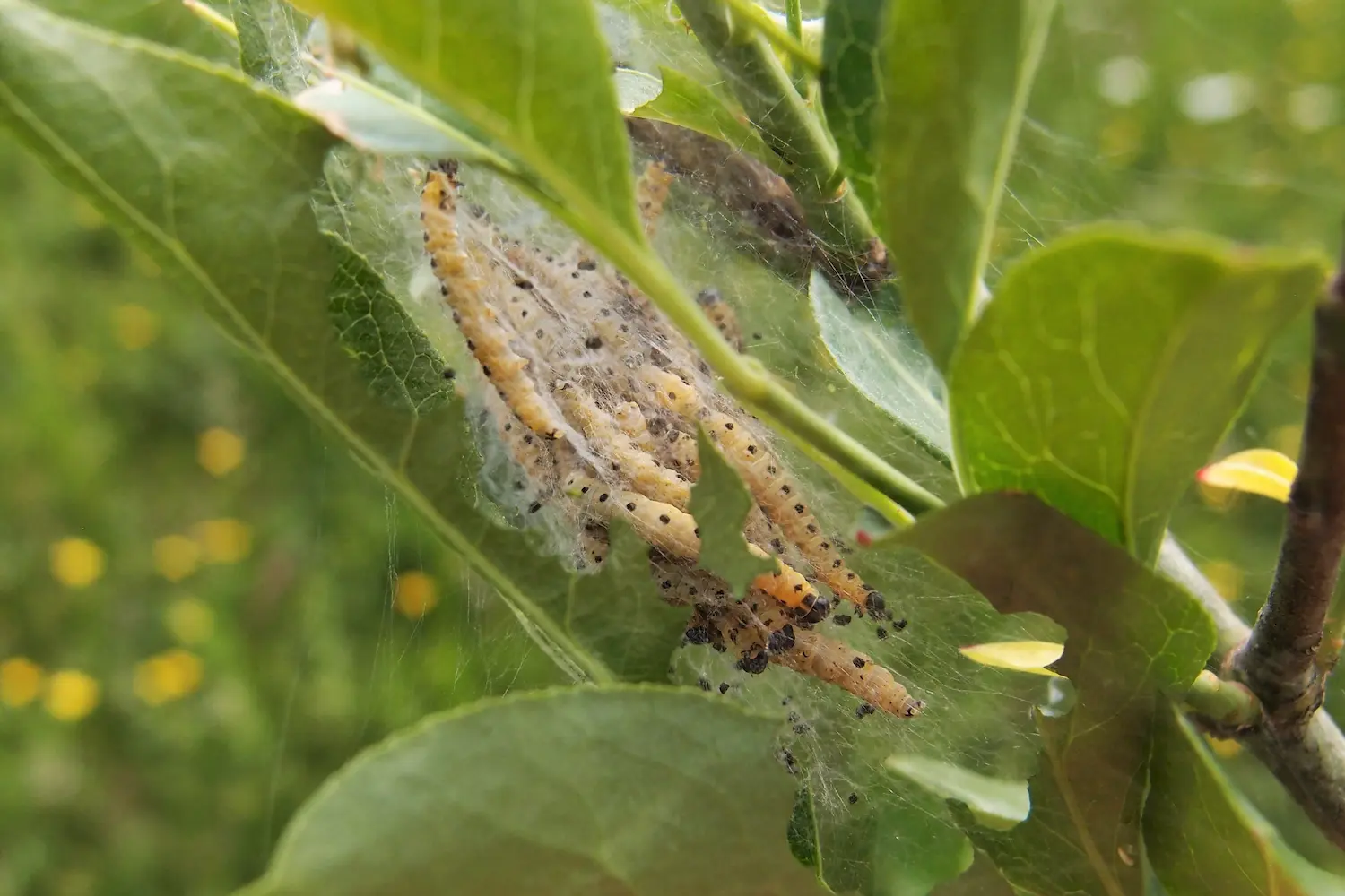 Le grand hyponomeute du fusain — photo 2