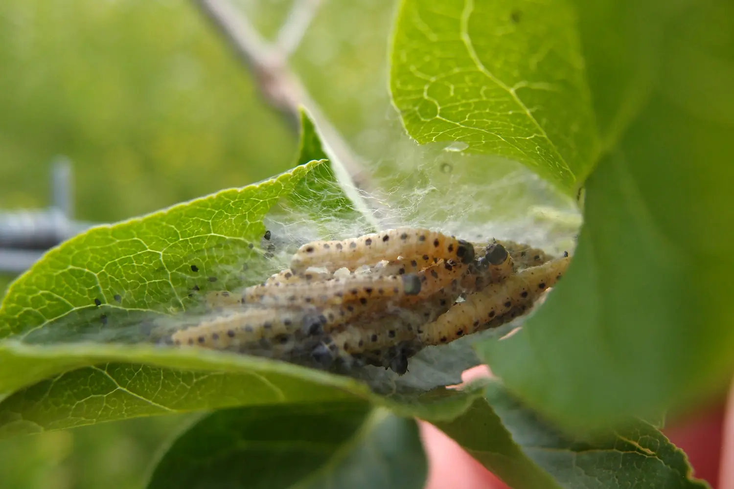 Le grand hyponomeute du fusain — photo 3