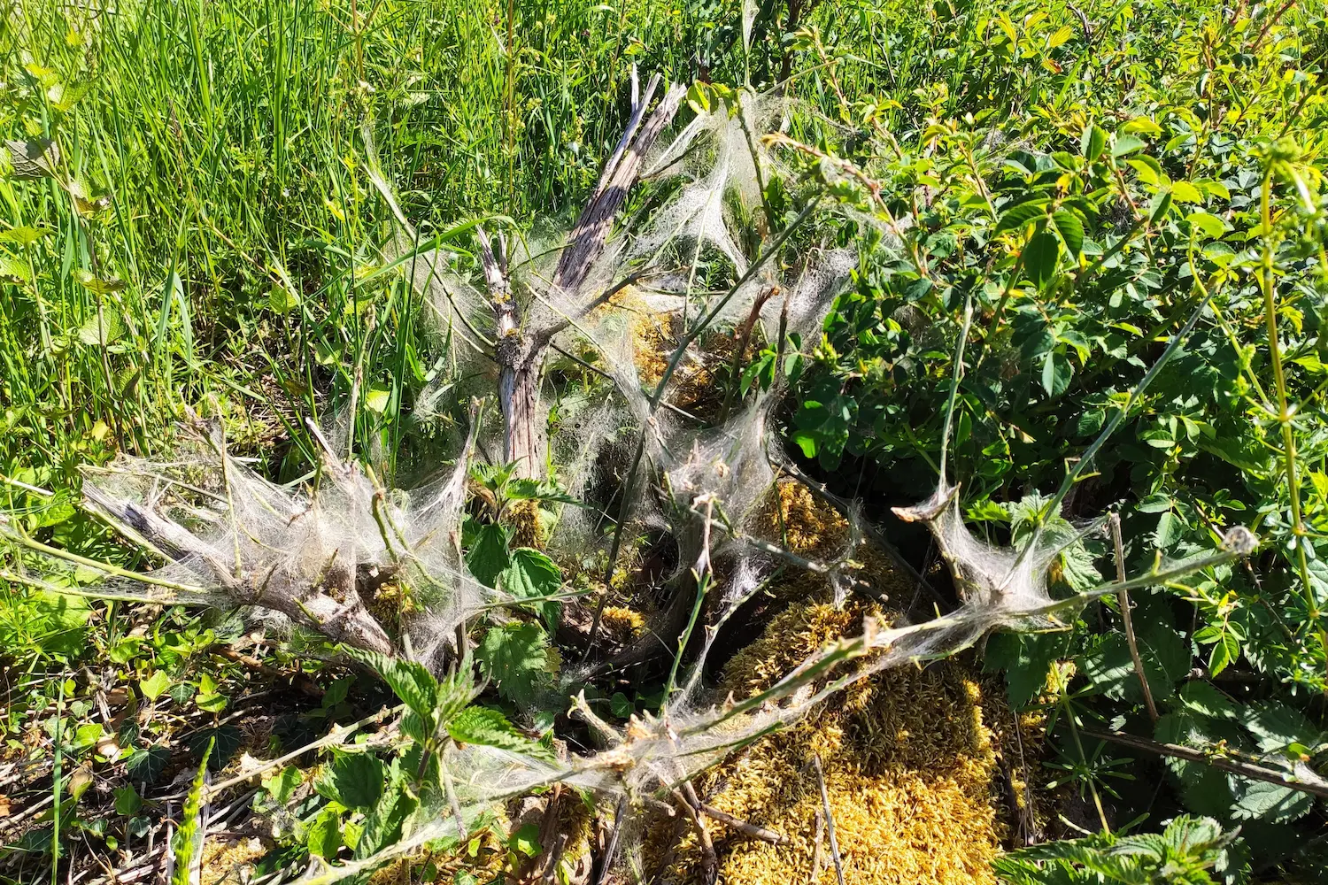 Le grand hyponomeute du fusain — photo 4