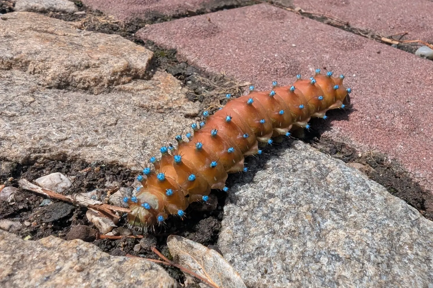 Le grand paon de nuit — photo 2