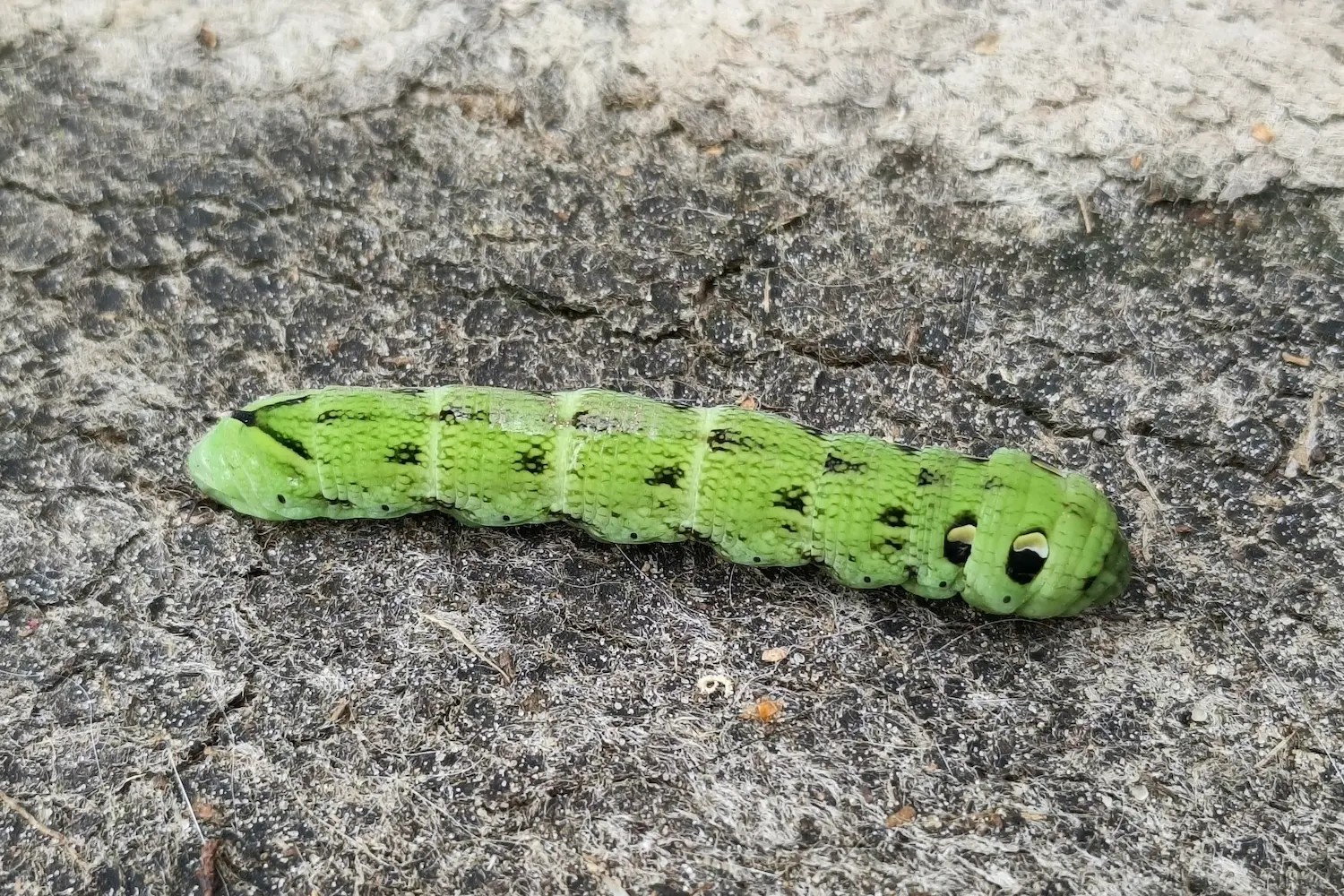 Le grand sphinx de la vigne — photo 3