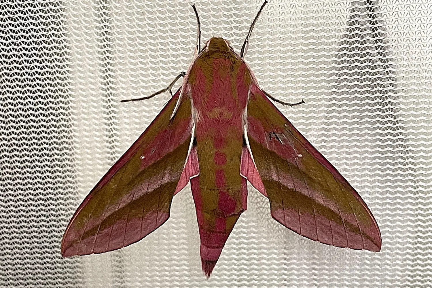 Le grand sphinx de la vigne — photo 4