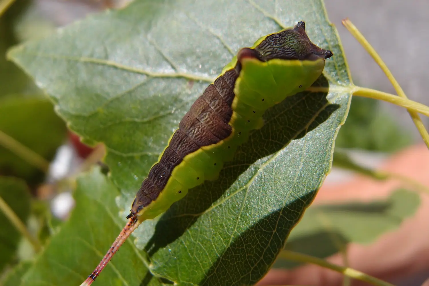 La grande queue fourchue — photo 3
